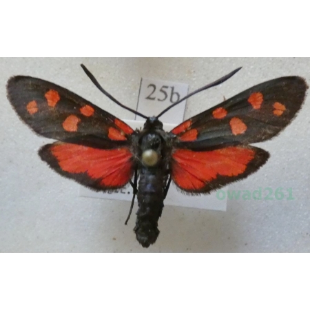 Zygaena transalpina (Esper, 1780) Kraśnik transalpejski Austria25b